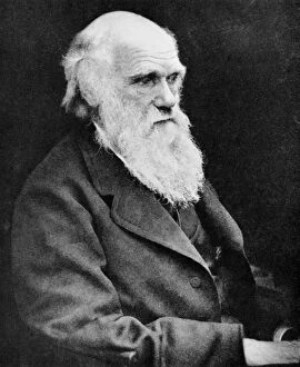 Darwin Collection: Portrait of Charles Darwin, British naturalist