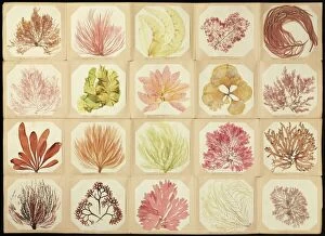 Treasure Collection: Pressed seaweed specimens C016 / 6127