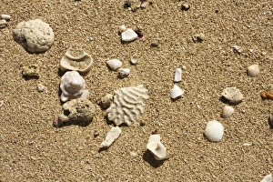 St Croix Gallery: Seashell on the shore