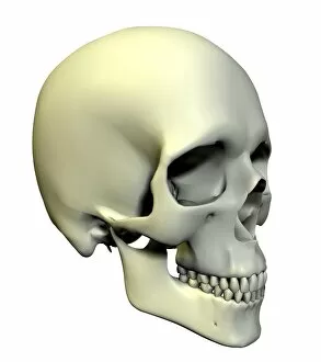 Oblique Gallery: Skull