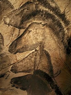Pre Historic Collection: Stone-age cave paintings, Chauvet, France