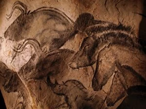 Paintings Collection: Stone-age cave paintings, Chauvet, France