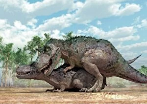 Pre Historic Collection: Tyrannosaurus rex dinosaurs mating