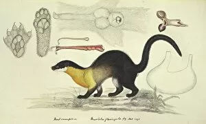 Nepalese Collection: Yellow-throated marten, artwork C016 / 5897