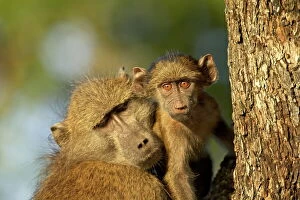 Jointly Gallery: Adult and infant chacma baboon (Papio ursinus), Kruger National Park, South Africa