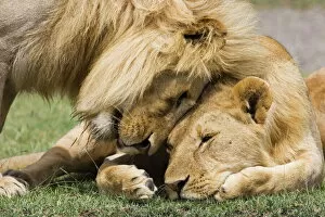 Jointly Gallery: Adult male lion (Panthera leo) greeting his son, Serengeti National Park