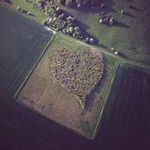 Love Collection: Aerial image of heart shape orchard, near Huish Hill earthwork, Oare, Wiltshire
