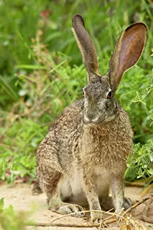Seated Collection: African hare (Cape hare) (brown hare) (Lepus capensis)