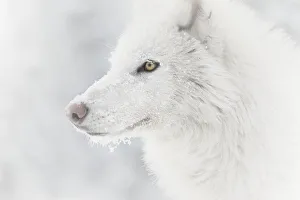 : Polar Collection