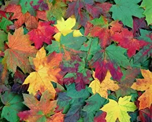 Vibrant Gallery: Autumn leaves