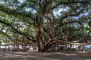 Editor's Picks: Banyan tree, Lahaina, Maui, Hawaii, United States of America, Pacific
