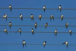 Jointly Gallery: Barn (European) swallow (Hirundo rustica) on wire, Overberg, Western Cape