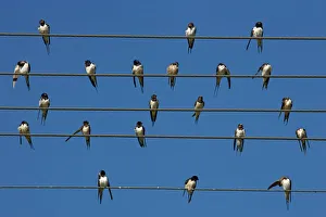 Jointly Gallery: Barn (European) swallow (Hirundo rustica) on wire, Overberg, Western Cape