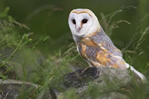 Seated Gallery: Barn owl on dry stone wall, Tyto alba, United Kingdom, Europe