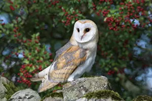 Seated Gallery: Barn owl (Tyto alba), on dry stone wall with hawthorn berries in late summer