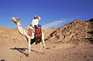 Egypt Gallery: Bedouin and camel, Sinai, Egypt, North Africa, Africa