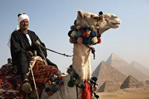 Egypt Gallery: A Bedouin guide with his camel, overlooking the Pyramids of Giza, Cairo