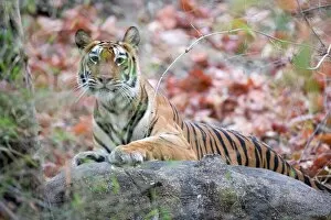 Seated Gallery: Bengal tiger