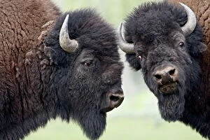Jointly Gallery: Two bison (Bison bison) bulls facing off, Yellowstone National Park, Wyoming