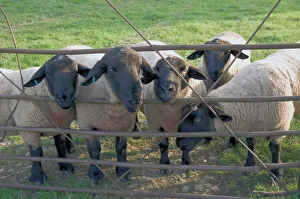 Full Body Gallery: Black faced sheep looking through gate on the Cotswold Way, Stanway village