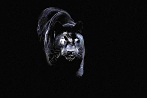 : Big Cats Collection