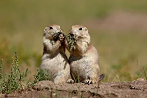 Jointly Gallery: Two blacktail prairie dog (Cynomys ludovicianus) sharing something to eat