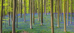 Bluebell flowers (Hyacinthoides non-scripta) carpet hardwood beech forest in early spring Bluebell flowers (Hyacinthoides non-scripta) carpet hardwood beech forest in early spring