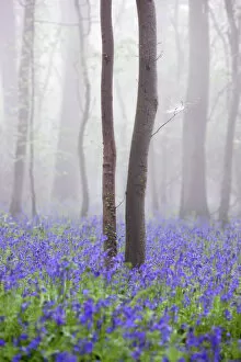 Wildflower Collection: Bluebell wood in morning mist, Lower Oddington, Cotswolds, Gloucestershire, United Kingdom, Europe