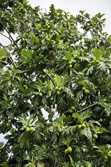 Leaf Collection: Breadfruit (Artocarpus altilis) tree, Kingstown, St. Vincent, St