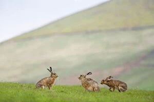 Jointly Gallery: Brown hares (Lepus europaeus), Lower Fairsnape Farm, Bleasdale, Lancashire