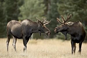 Jointly Gallery: Two bull moose (Alces alces) facing off before play fighting, Roosevelt National Forest