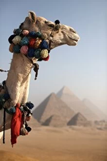 Egypt Collection: A camel stands in front of the Pyramids of Giza, Cairo, Egypt, North Africa, Africa