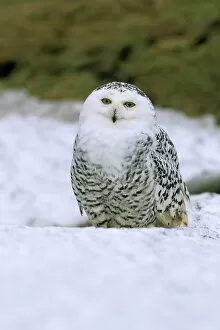 Seated Gallery: Captive snowy owl