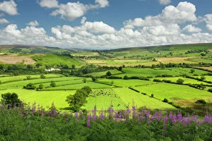 Wildflower Collection: Castleton village, The North Yorkshire Moors National Park, Yorkshire, England, United Kingdom