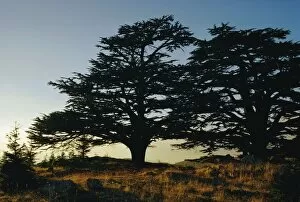 Sun Rise Gallery: Cedars of Lebanon at the foot of Mount Djebel Makhmal near Bsharre