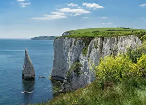 Wildflower Collection: The Chalk cliffs of Ballard Down with The Pinnacles Stack in Swanage Bay, near Handfast Point