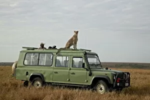 Seated Collection: Cheetah (Acinonyx jubatus) on Land Rover safari vehicle, Masai Mara National Reserve