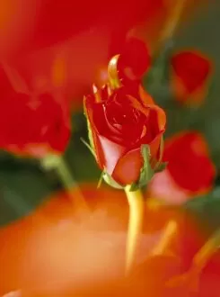 Love Collection: Close-up of red roses