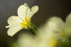 Common primrose (Primula vulgaris) flowering, close-up of flowers, growing in woodland habitat Common primrose (Primula vulgaris) flowering, close-up of flowers, growing in woodland habitat