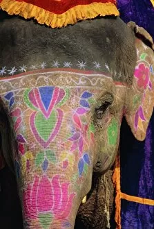 Motif Collection: Decorated elephant
