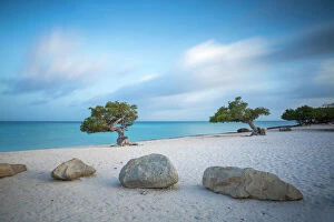 Netherlands Antilles Gallery: Divi Divi Trees on Eagle Beach, Aruba, Lesser Antilles, Netherlands Antilles, Caribbean