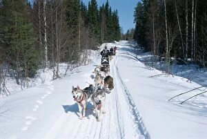 Stepping Collection: Driving Siberian huskies, Karelia, Finland, Scandinavia, Europe