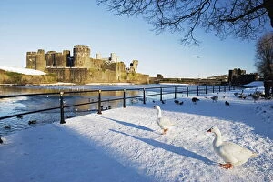 Old Ruins Collection: Ducks walking in the snow, Caerphilly Castle, Caerphilly, Gwent, Wales