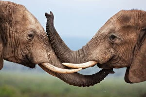 Jointly Gallery: Elephants (Loxodonta africana), greeting, Addo National Park, South Africa, Africa
