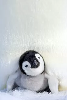 Seated Gallery: Emperor penguin (Aptenodytes forsteri), chick, Snow Hill Island, Weddell Sea