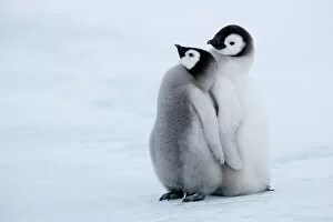 Seated Gallery: Emperor penguin chicks (Aptenodytes forsteri), Snow Hill Island, Weddell Sea