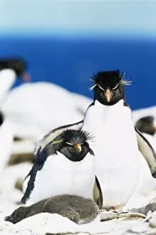 Love Collection: Family of rockhopper penguins (Eudyptes chrysocome chrysocome) hugging