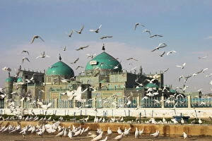 Shrine Collection: The famous white pigeons, Shrine of Hazrat Ali, Mazar-I-Sharif, Balkh province