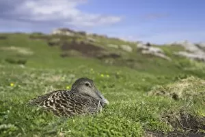 Seated Collection: Female eider duck on nest
