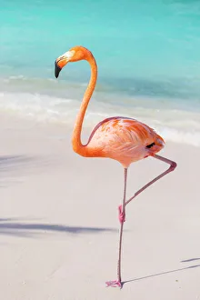 : Animals Collection